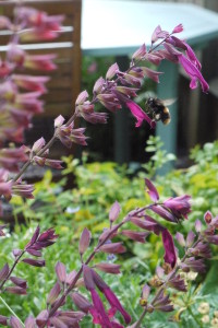 Salvia Love and Wishes - a landing pad for a bee!