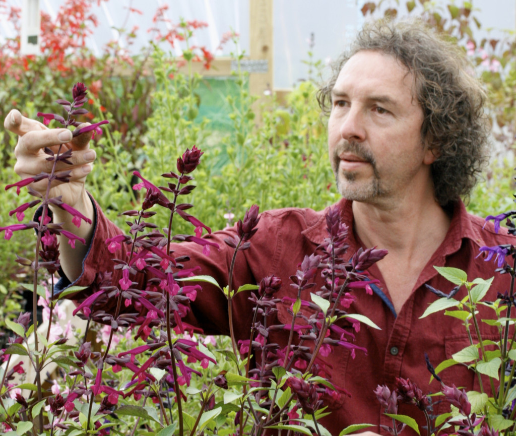 William Dyson of Dyson's Nurseries launched Salvia Love and Wishes at Chelsea 2015